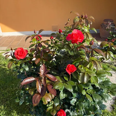 Bed and breakfast Soleluna